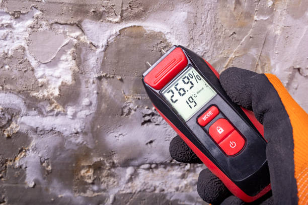Best Basement Mold Remediation in Bethel, NC